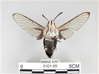 大透翅天蛾藏品圖，第2張