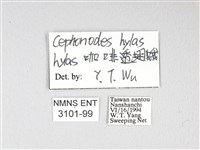 大透翅天蛾藏品圖，第3張