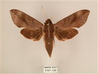 背中白天蛾藏品圖，第1張