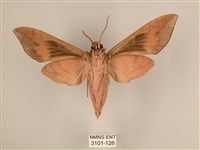 背中白天蛾藏品圖，第2張