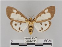 長斑擬燈蛾藏品圖，第1張