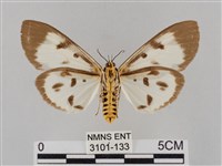 長斑擬燈蛾藏品圖，第2張