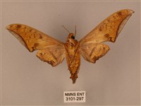 裂斑鷹翅天蛾藏品圖，第2張