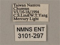 裂斑鷹翅天蛾藏品圖，第3張