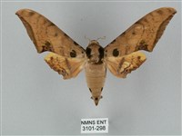 裂斑鷹翅天蛾藏品圖，第1張