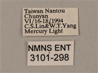 裂斑鷹翅天蛾藏品圖，第3張