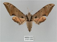 廣東鷹翅天蛾藏品圖，第1張