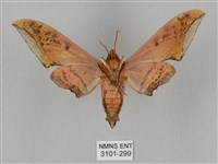 廣東鷹翅天蛾藏品圖，第2張