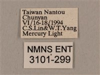 廣東鷹翅天蛾藏品圖，第3張