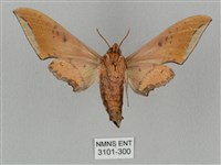 廣東鷹翅天蛾藏品圖，第2張