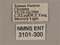 廣東鷹翅天蛾藏品圖，第3張