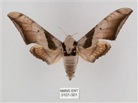 黑帶鷹翅天蛾藏品圖，第1張