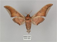 黑帶鷹翅天蛾藏品圖，第2張