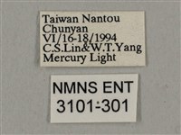 黑帶鷹翅天蛾藏品圖，第3張