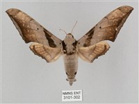 黑帶鷹翅天蛾藏品圖，第1張