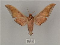 黑帶鷹翅天蛾藏品圖，第2張