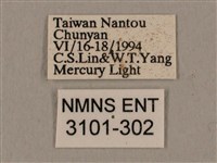 黑帶鷹翅天蛾藏品圖，第3張