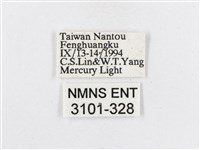 蓬萊茶斑蛾藏品圖，第3張