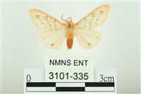 三條橙燈蛾藏品圖，第1張