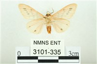 三條橙燈蛾藏品圖，第2張