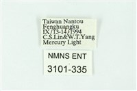 三條橙燈蛾藏品圖，第3張