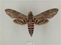 蝦殼天蛾藏品圖，第1張