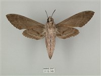 蝦殼天蛾藏品圖，第2張