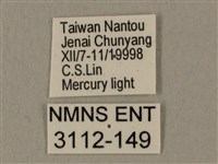 蝦殼天蛾藏品圖，第3張