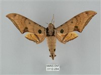 裂斑鷹翅天蛾藏品圖，第1張