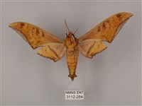 裂斑鷹翅天蛾藏品圖，第2張