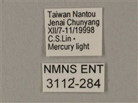 裂斑鷹翅天蛾藏品圖，第3張