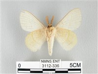 青枯葉蛾藏品圖，第2張