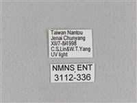 青枯葉蛾藏品圖，第3張