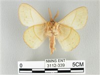 青枯葉蛾藏品圖，第2張