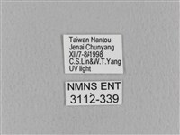 青枯葉蛾藏品圖，第3張