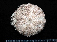 武裝月神海膽藏品圖，第1張
