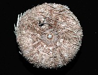 武裝月神海膽藏品圖，第4張
