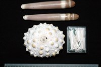石筆海膽(鉛筆海膽)藏品圖，第1張