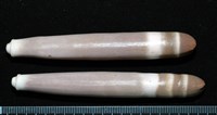 石筆海膽(鉛筆海膽)藏品圖，第3張