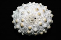 石筆海膽(鉛筆海膽)藏品圖，第4張