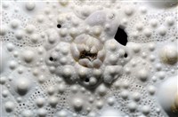 石筆海膽(鉛筆海膽)藏品圖，第12張