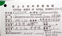 石筆海膽(鉛筆海膽)藏品圖，第16張