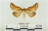 印華波紋蛾藏品圖，第1張