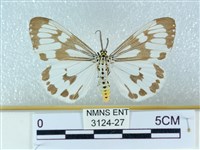 粉蝶燈蛾藏品圖，第1張