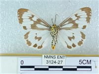 粉蝶燈蛾藏品圖，第2張