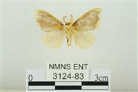 黑翅黃毒蛾藏品圖，第2張