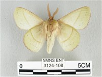 青枯葉蛾藏品圖，第2張