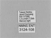 青枯葉蛾藏品圖，第3張