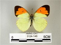 異粉蝶、雌白黃蝶藏品圖，第1張