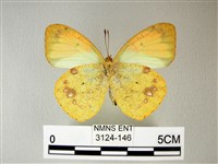 異粉蝶、雌白黃蝶藏品圖，第2張